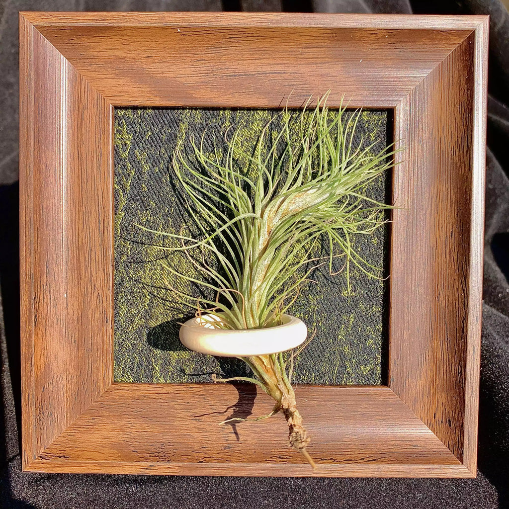 Tillandsia Funckiana (4 inches)
