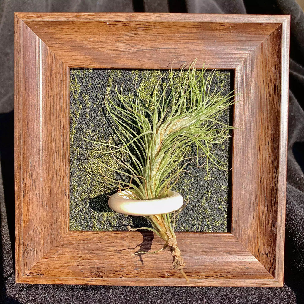 Tillandsia Funckiana (4 inches)