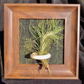 Tillandsia Funckiana (4 inches)