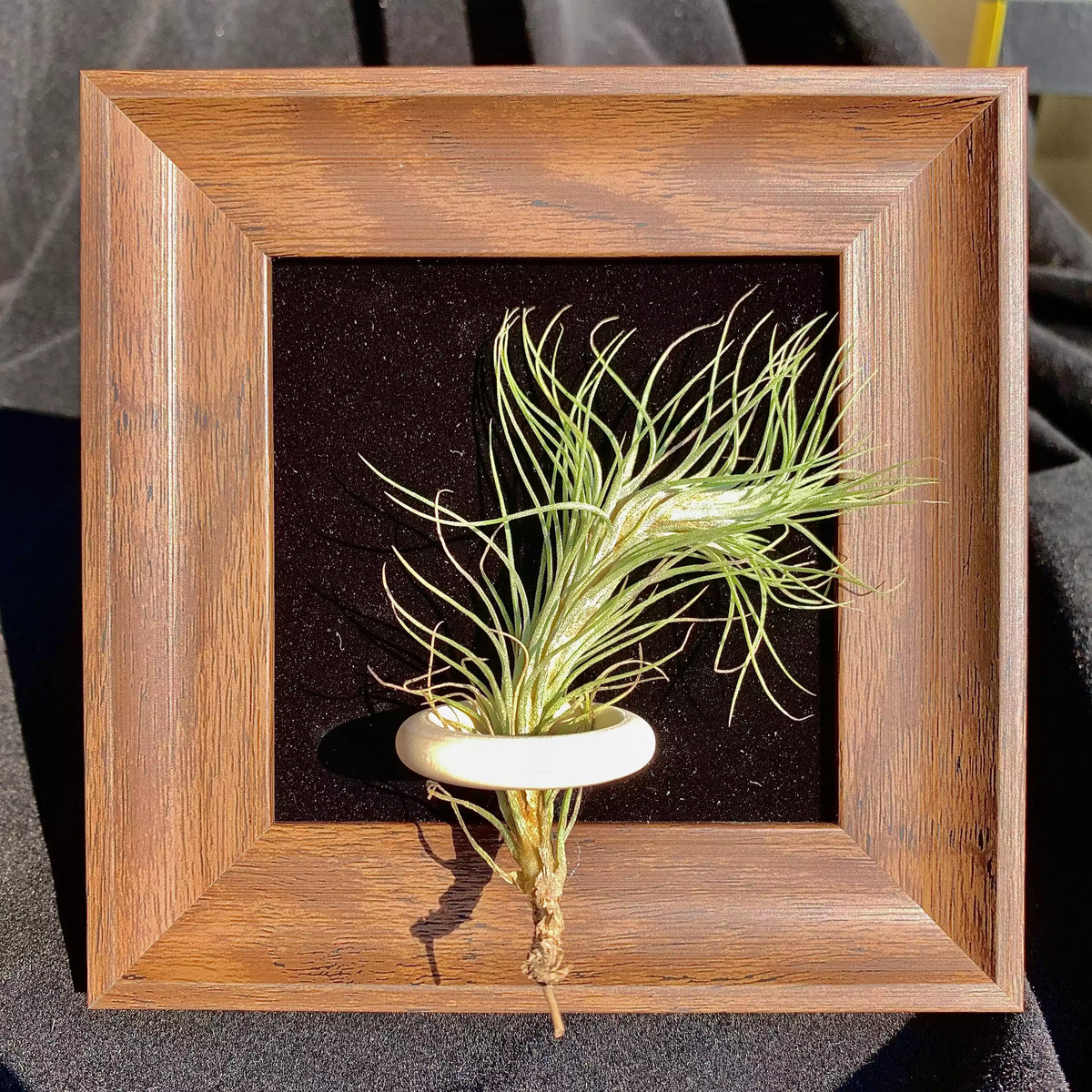 Tillandsia Funckiana (4 inches)