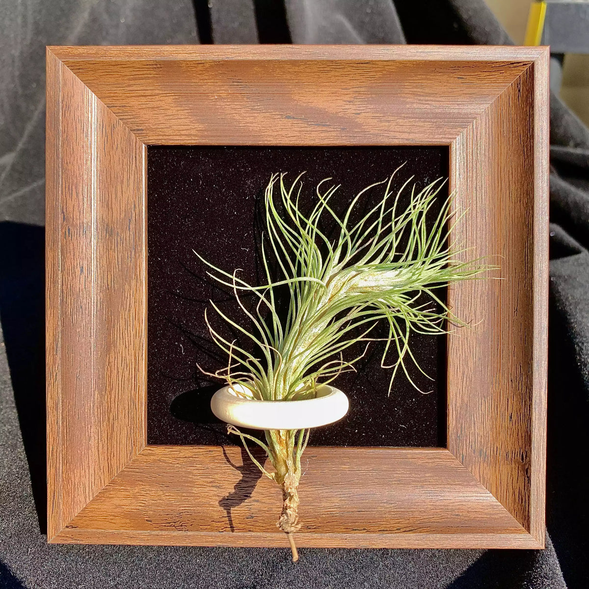 Tillandsia Funckiana (4 inches)
