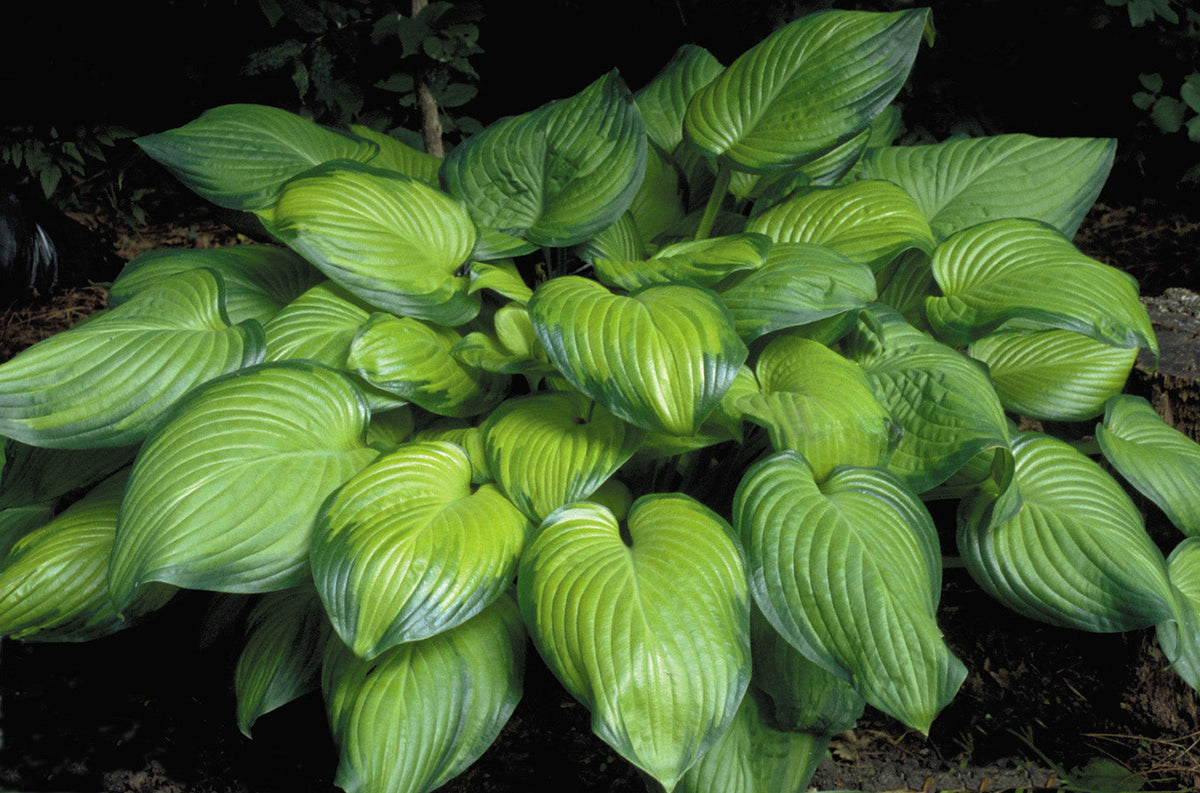 Hosta 'Guacamole'