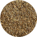 TLC Plus Turf Tall Fescue