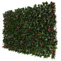 Red Tipped Photinia Trellis