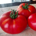 Brandywine Red Tomato