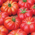 Mortgage Lifter Tomato