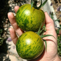 Green Zebra Tomato