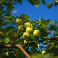 Crabapple Tree 'Southern'