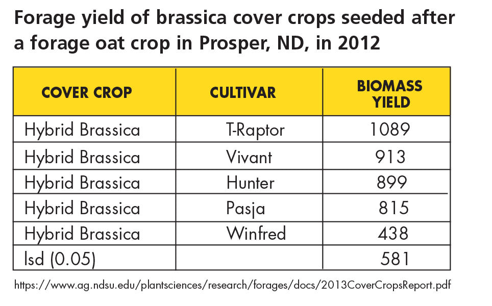 T-Raptor Forage Brassica by Barenbrug