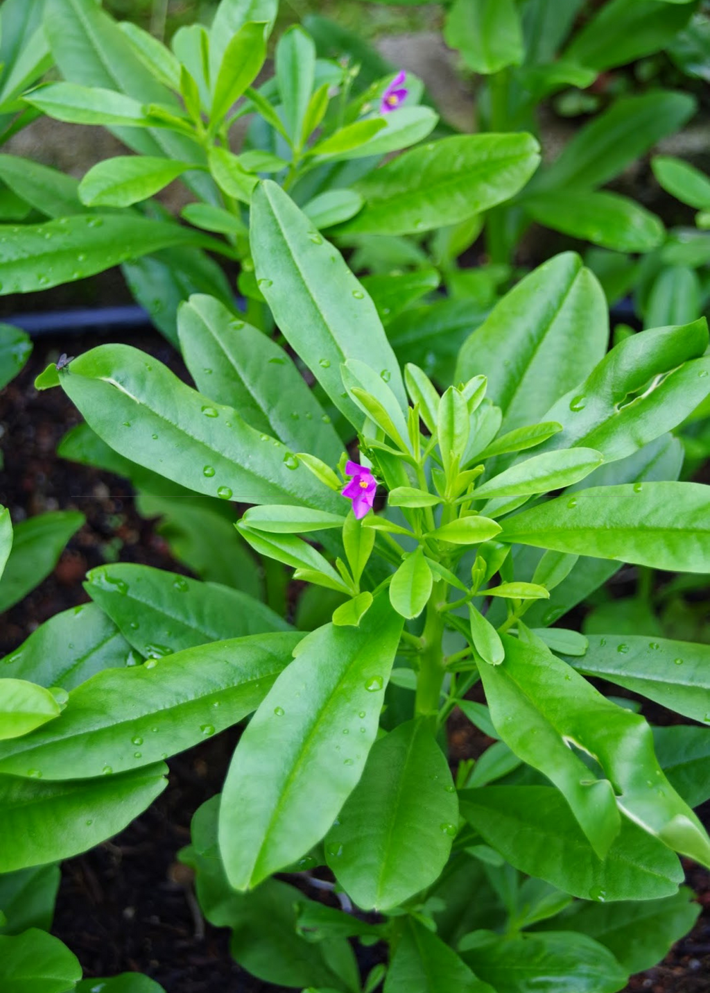 Java Ginseng (Talinum paniculatum)