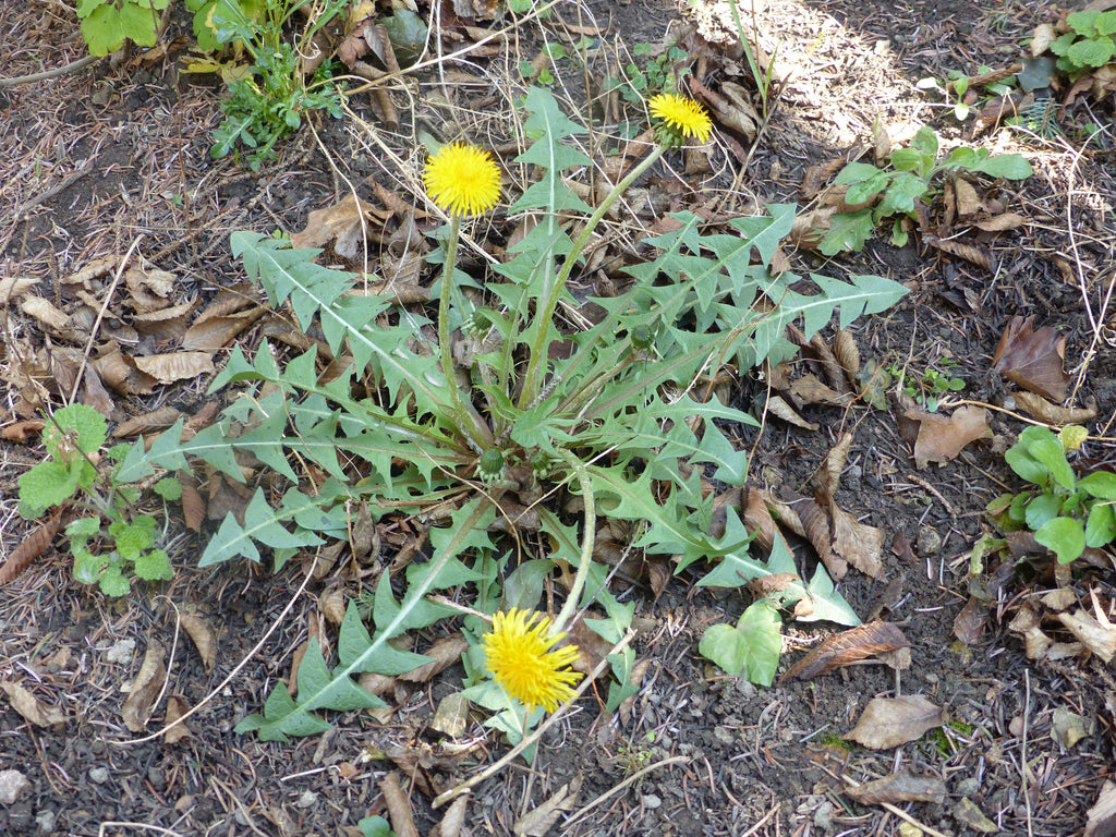 1000 Dandelion Seeds - Taraxacum officinale Seeds