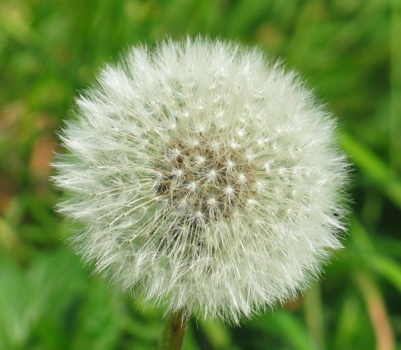 1000 Dandelion Seeds - Taraxacum officinale Seeds