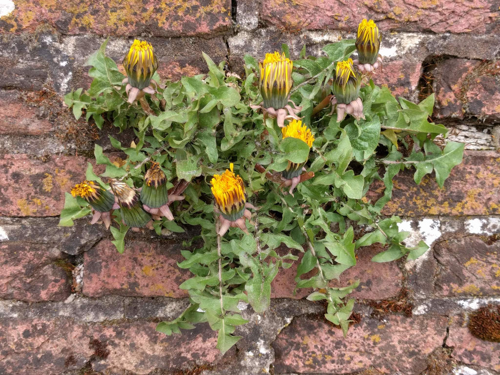 1000 Dandelion Seeds - Taraxacum officinale Seeds