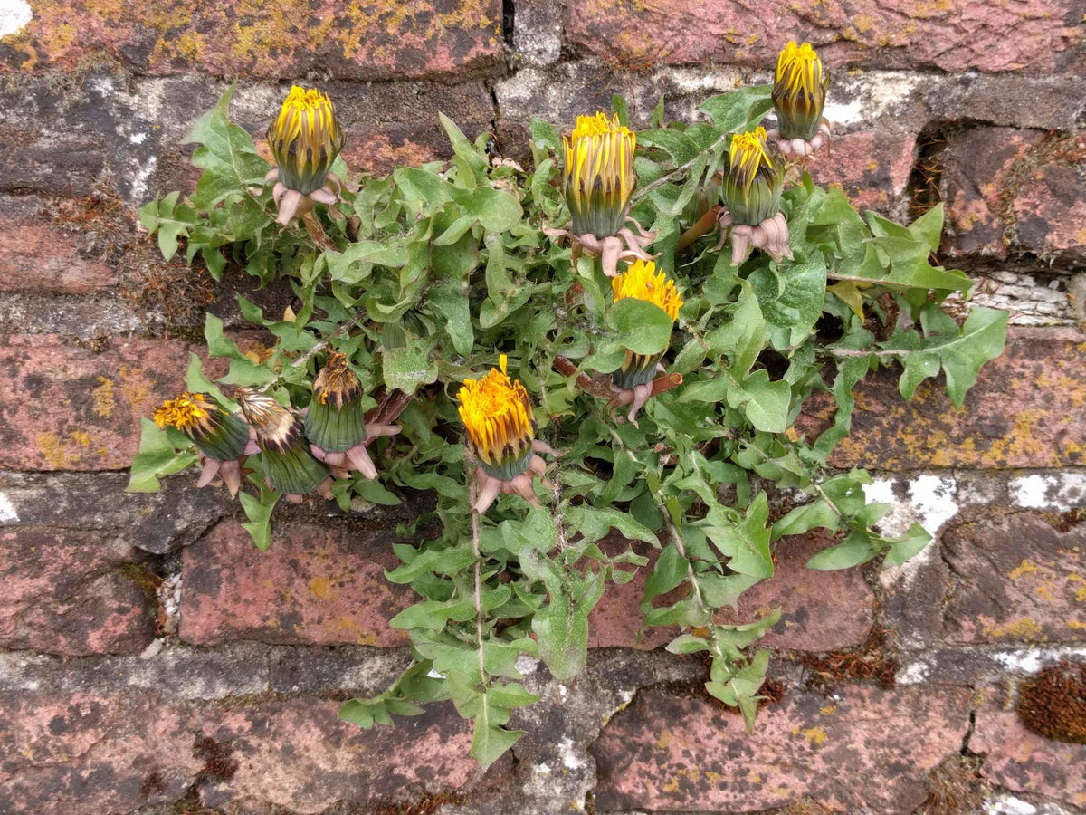 1000 Dandelion Seeds - Taraxacum officinale Seeds