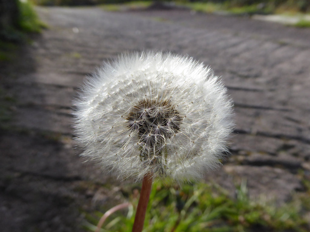 1000 Dandelion Seeds - Taraxacum officinale Seeds
