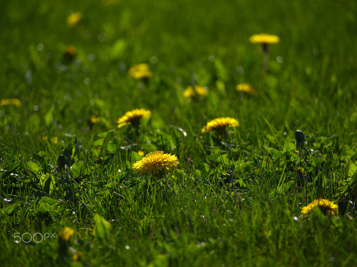 1000 Dandelion Seeds - Taraxacum officinale Seeds