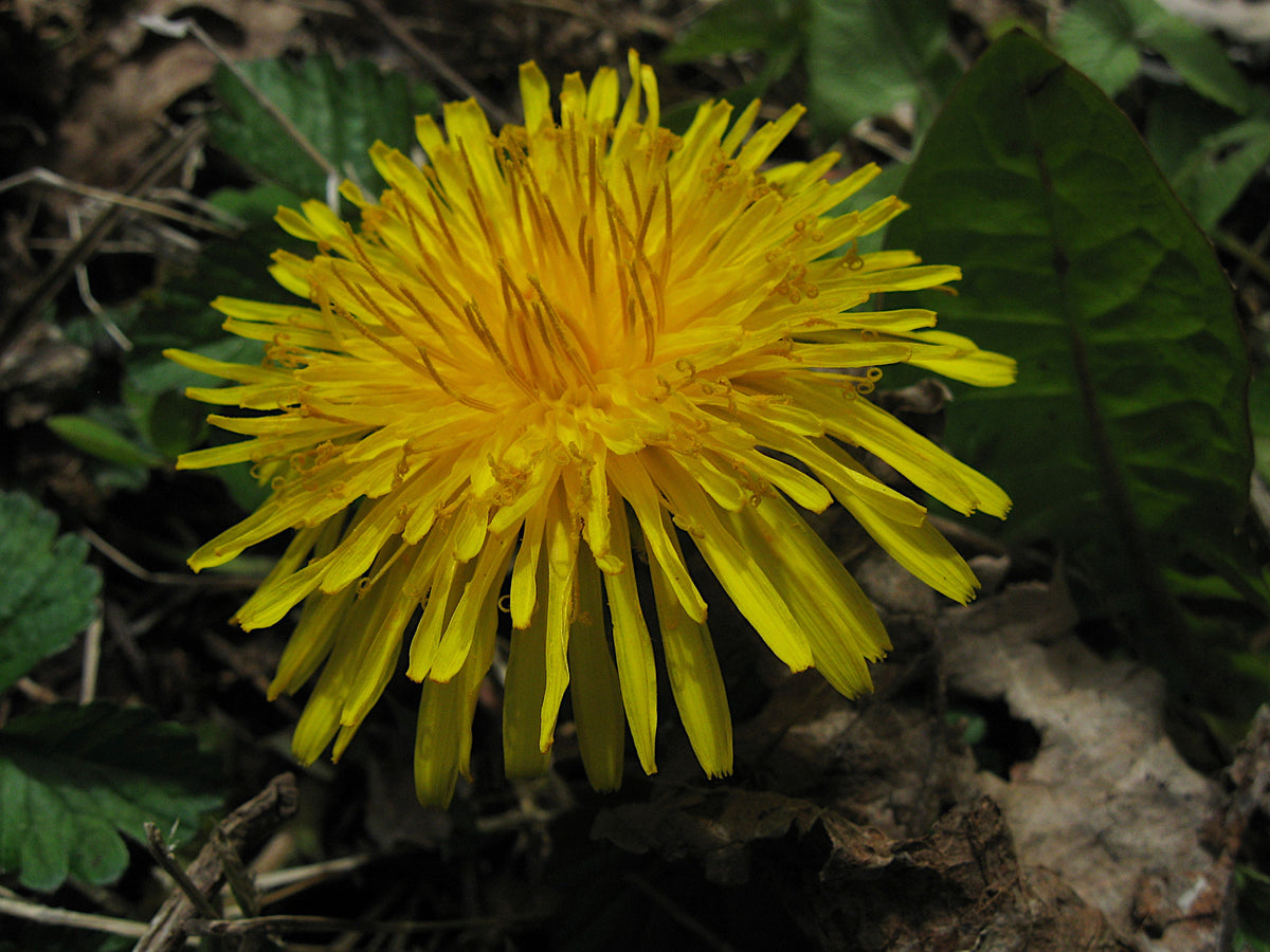 1000 Dandelion Seeds - Taraxacum officinale Seeds