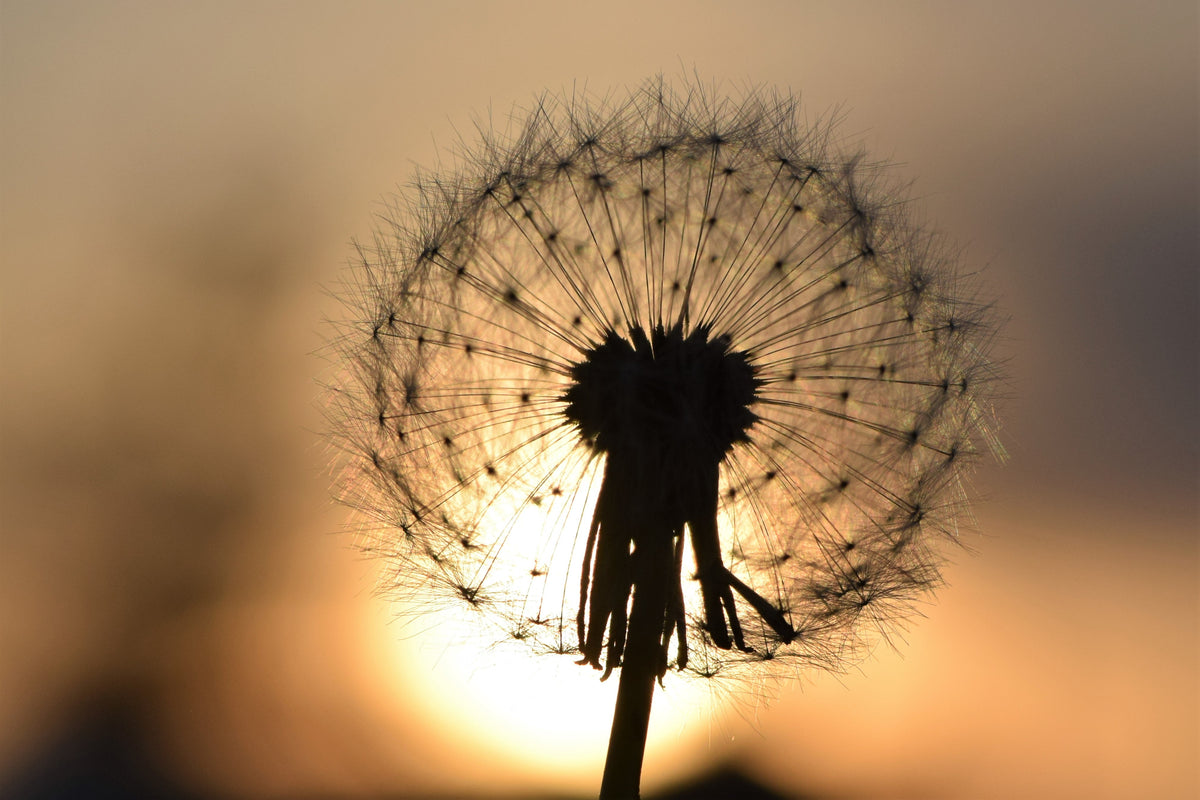 1000 Dandelion Seeds - Taraxacum officinale Seeds