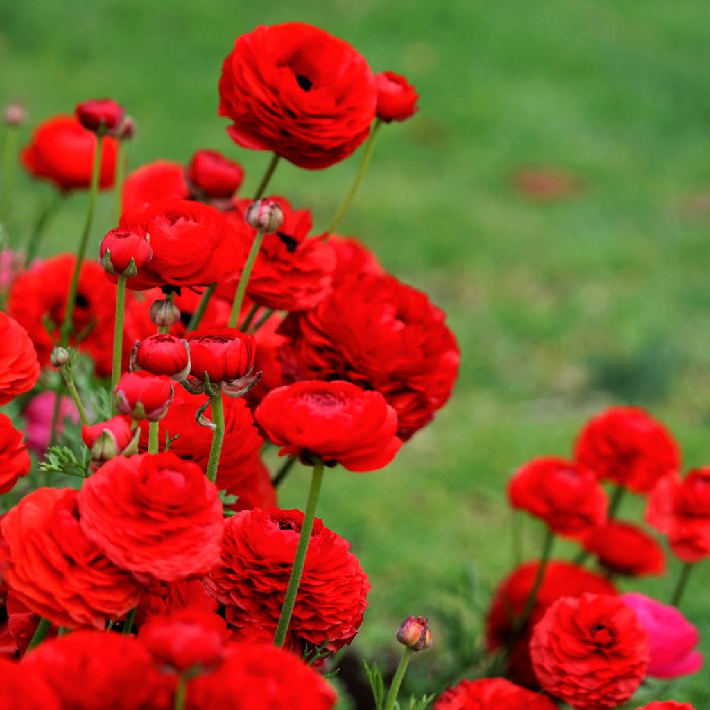 Ranunculus - Tecolote Romance Collection