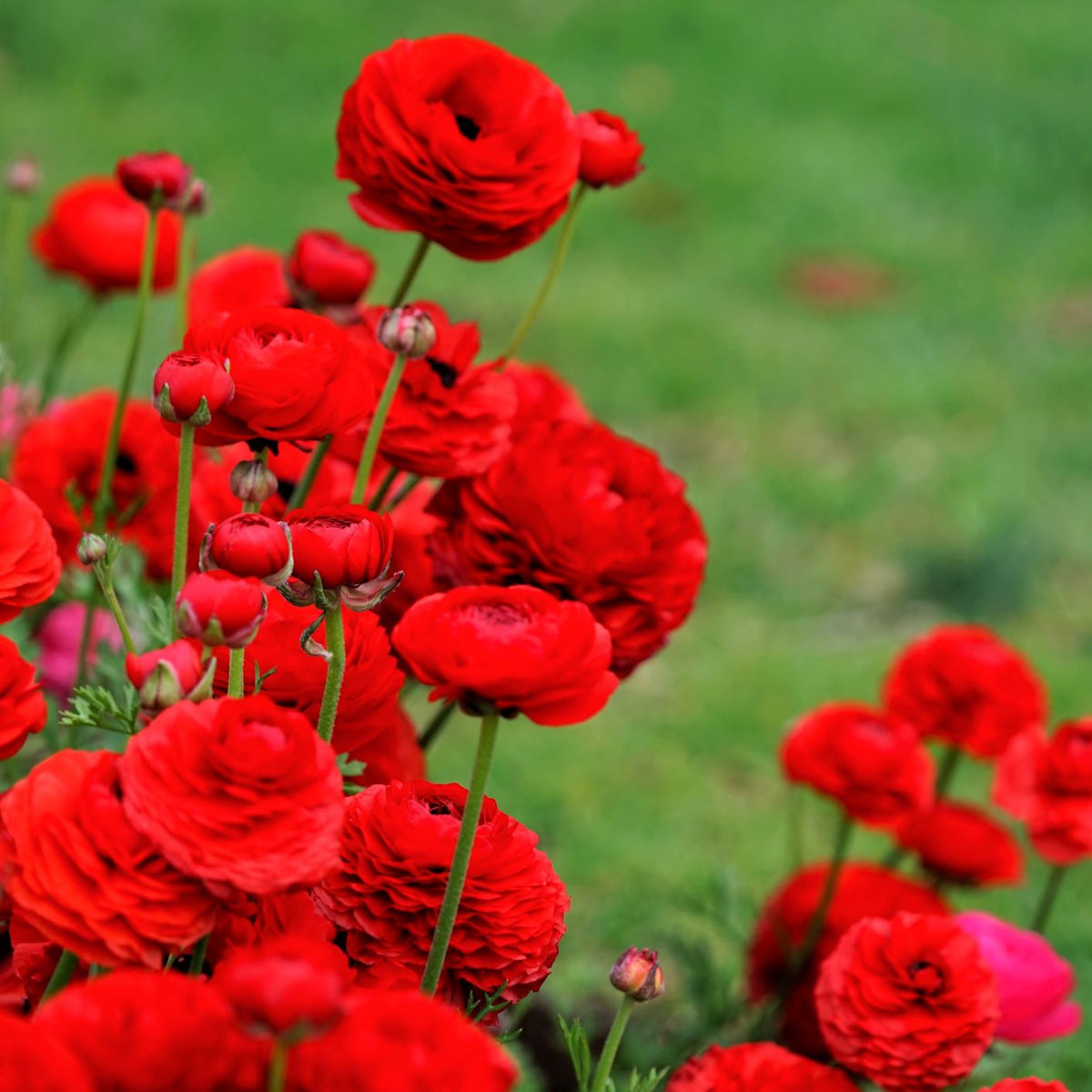Ranunculus - Tecolote Romance Collection