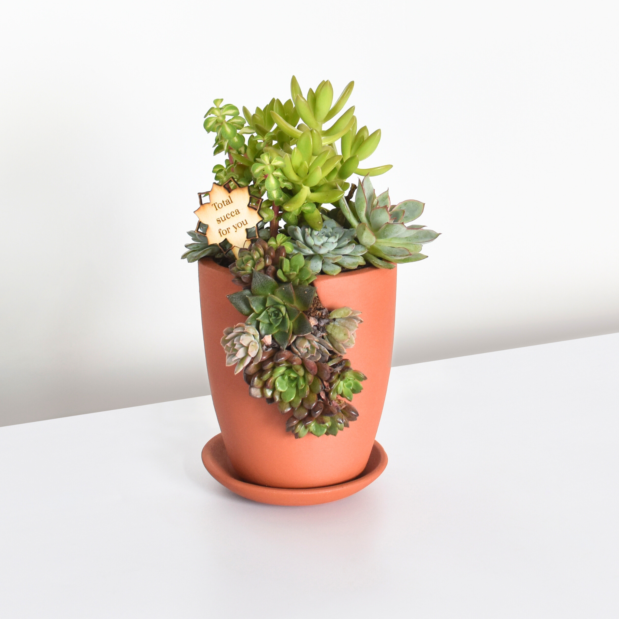 Love Grows Here Succulent Workshop- TBD