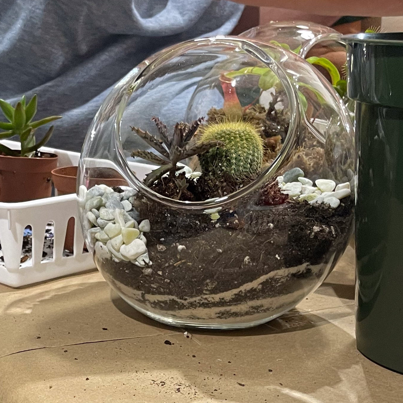 Sweetheart Terrarium Workshop - Thursday, TBD