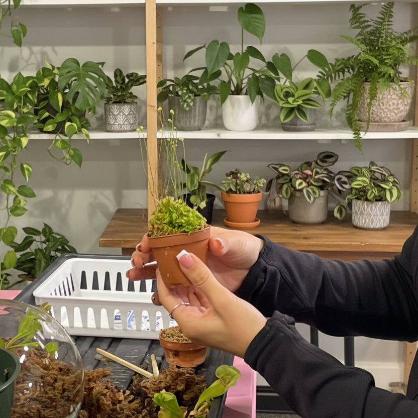 Sweetheart Terrarium Workshop - Thursday, TBD