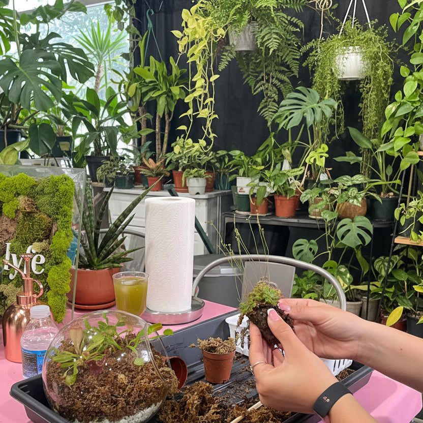 Sweetheart Terrarium Workshop - Thursday, TBD