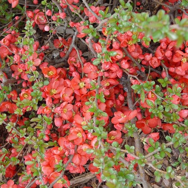 Flowering Quince 'Texas Scarlet'