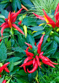 Thai Chili (Capsicum annuum)