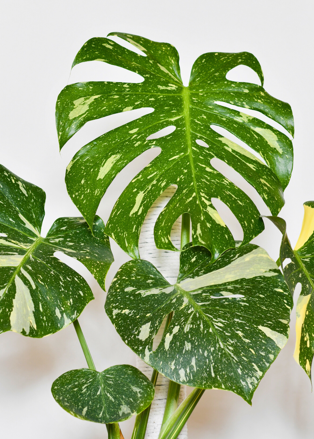 Monstera 'Thai Constellation' (Monstera deliciosa)