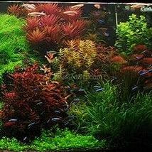 Done For You Plant Package, 12 Full Size (High Light, Co2 Required)