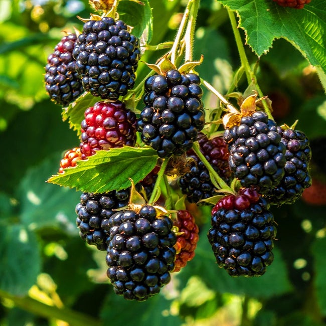 Triple Crown Blackberry