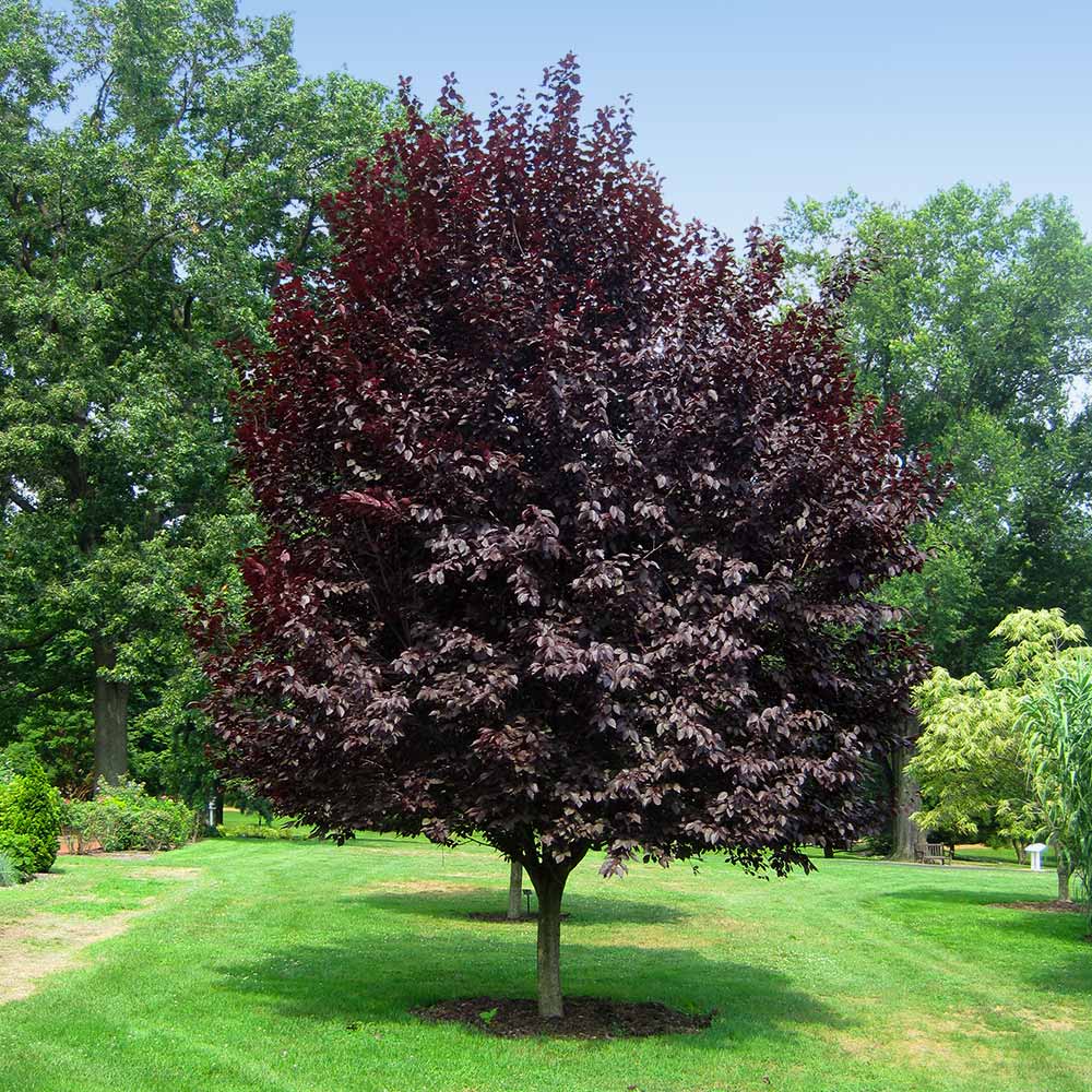 Purple Leaf Plum Tree (Cistena) Bare Root – Ornamental Plum with Deep Purple Foliage and Pink Flowers, Prunus × cistena