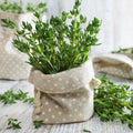 Thyme Seeds