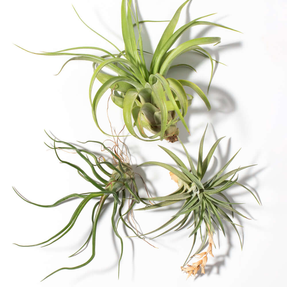 Tillandsia Grower's Choice Airplant 3 Pack Bundle
