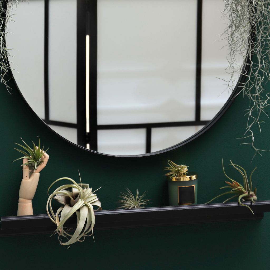Tillandsia Grower's Choice Airplant 3 Pack Bundle