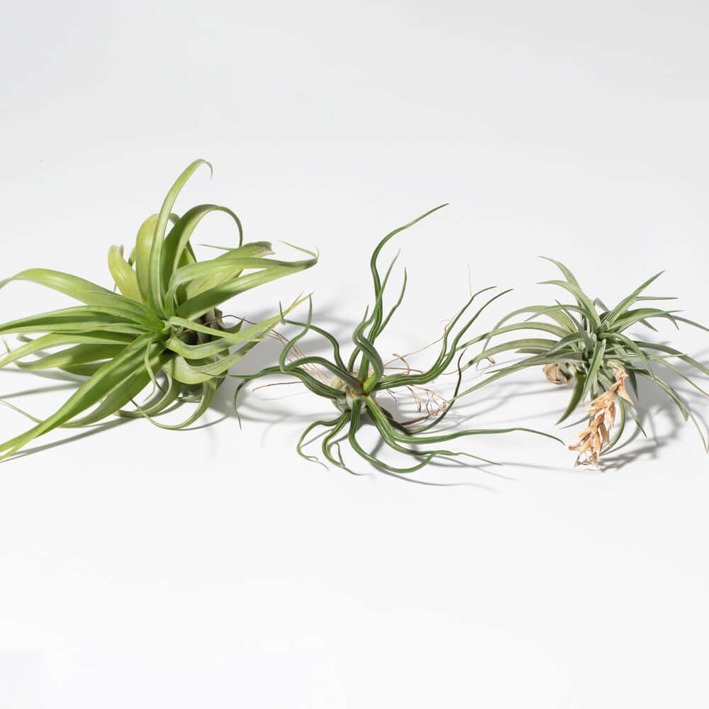 Tillandsia Grower's Choice Airplant 3 Pack Bundle