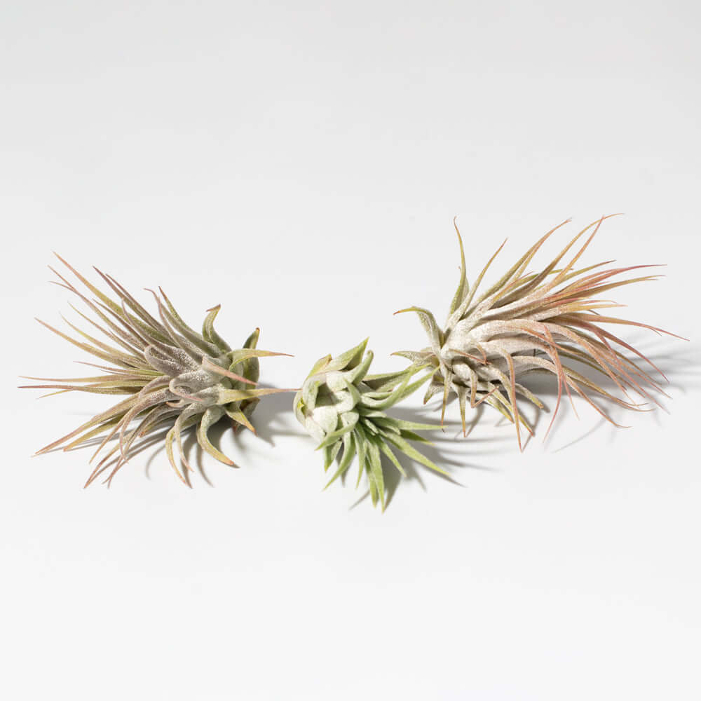 Tillandsia Grower's Choice Airplant 3 Pack Bundle