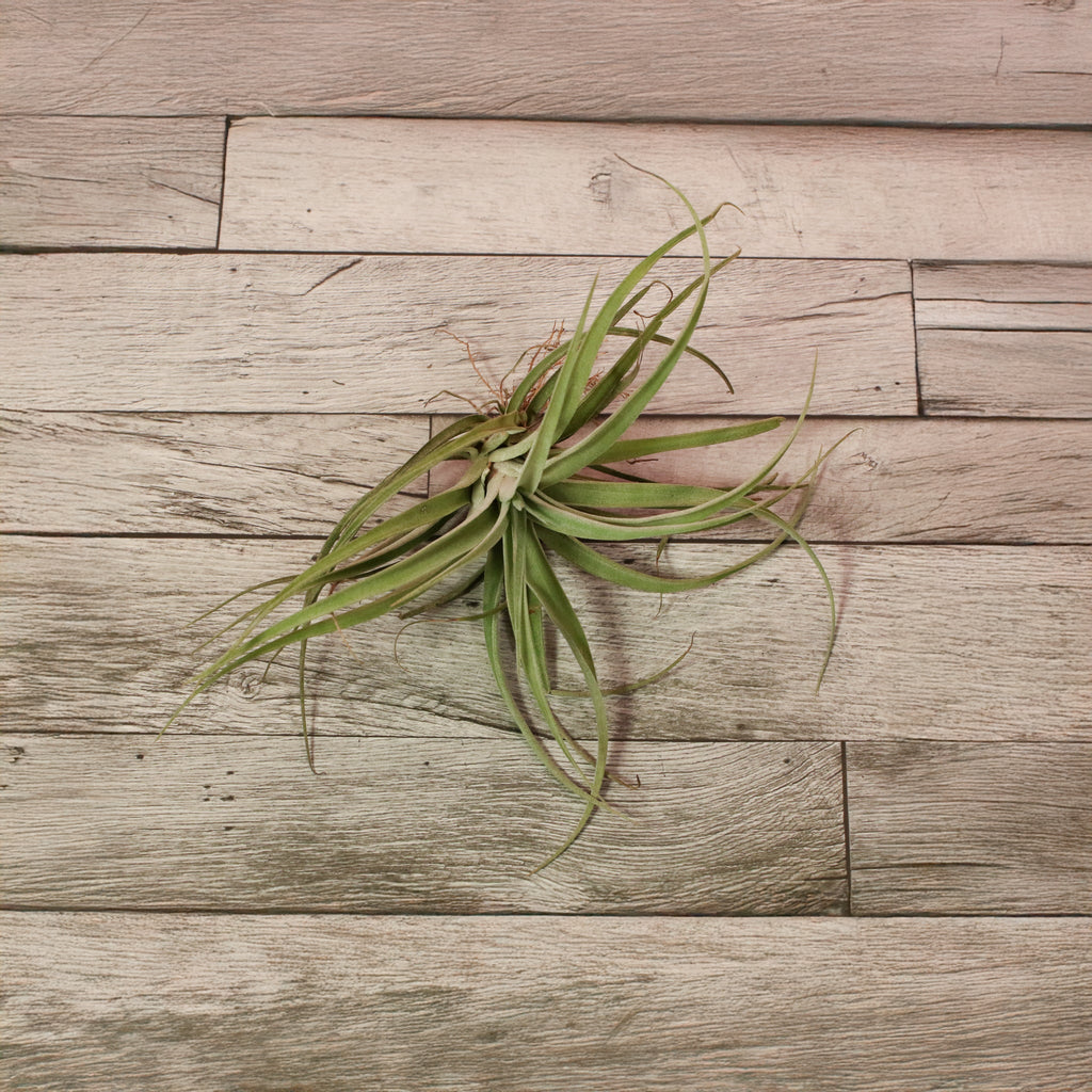 Tillandsia Capitata Peach Air Plant