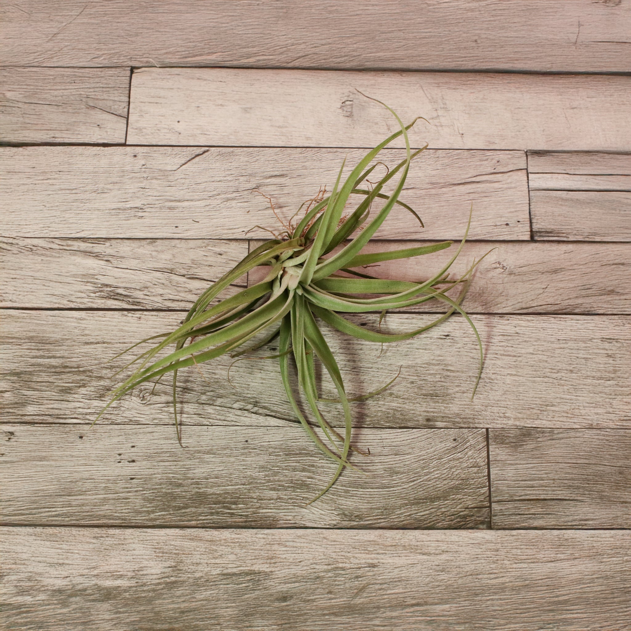 Tillandsia Capitata Peach Air Plant