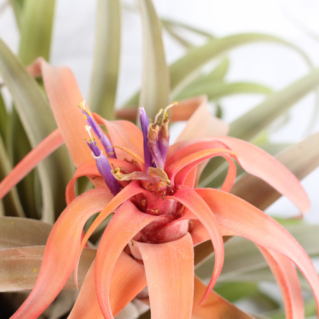 Tillandsia Capitata Peach Air Plant