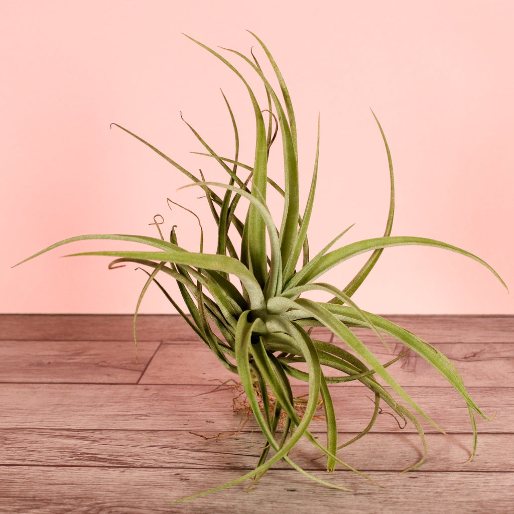 Tillandsia Capitata Peach Air Plant