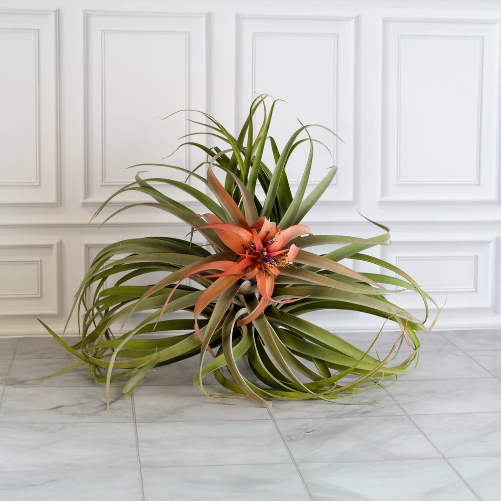 Tillandsia Capitata Peach Air Plant