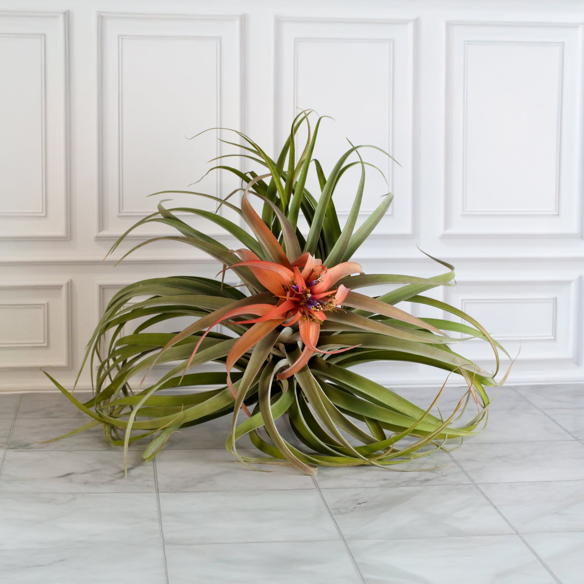 Tillandsia Capitata Peach Air Plant