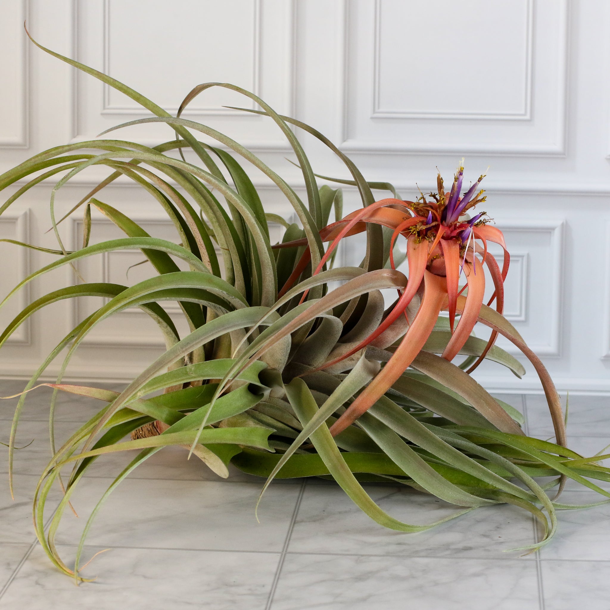 Tillandsia Capitata Peach Air Plant