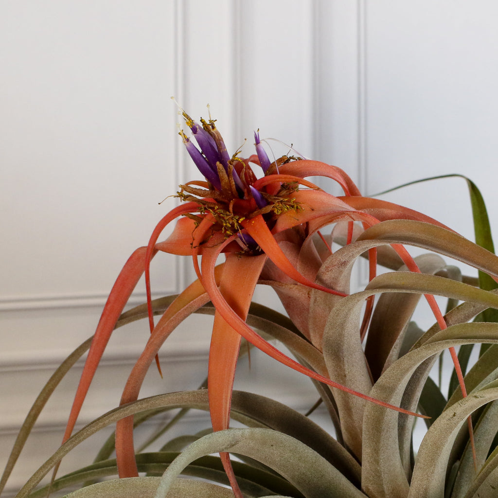 Tillandsia Capitata Peach Air Plant