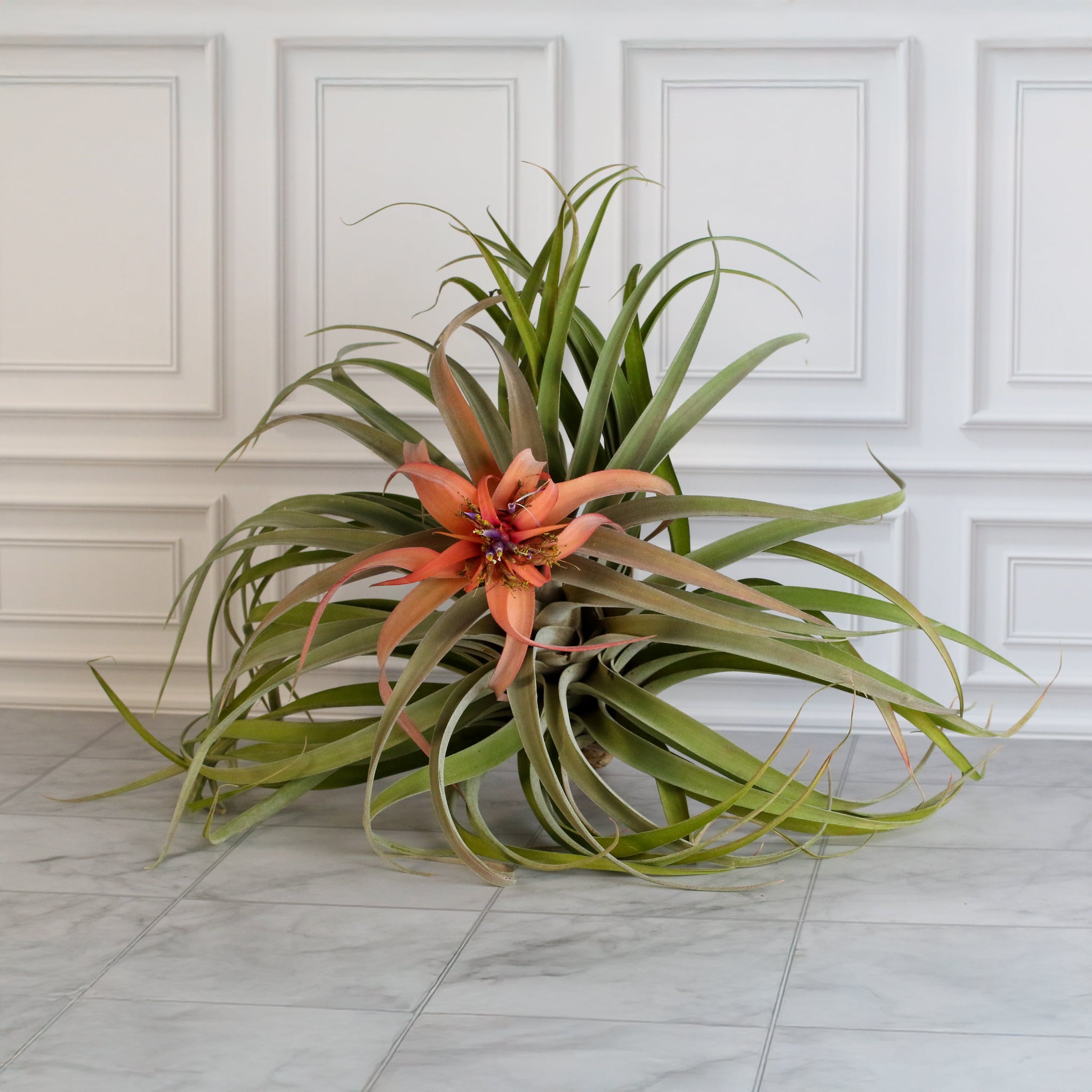 Tillandsia Capitata Peach Air Plant