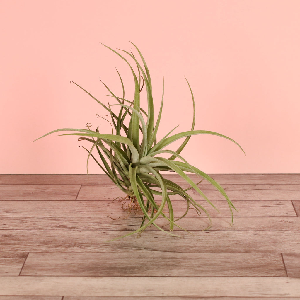 Tillandsia Capitata Peach Air Plant
