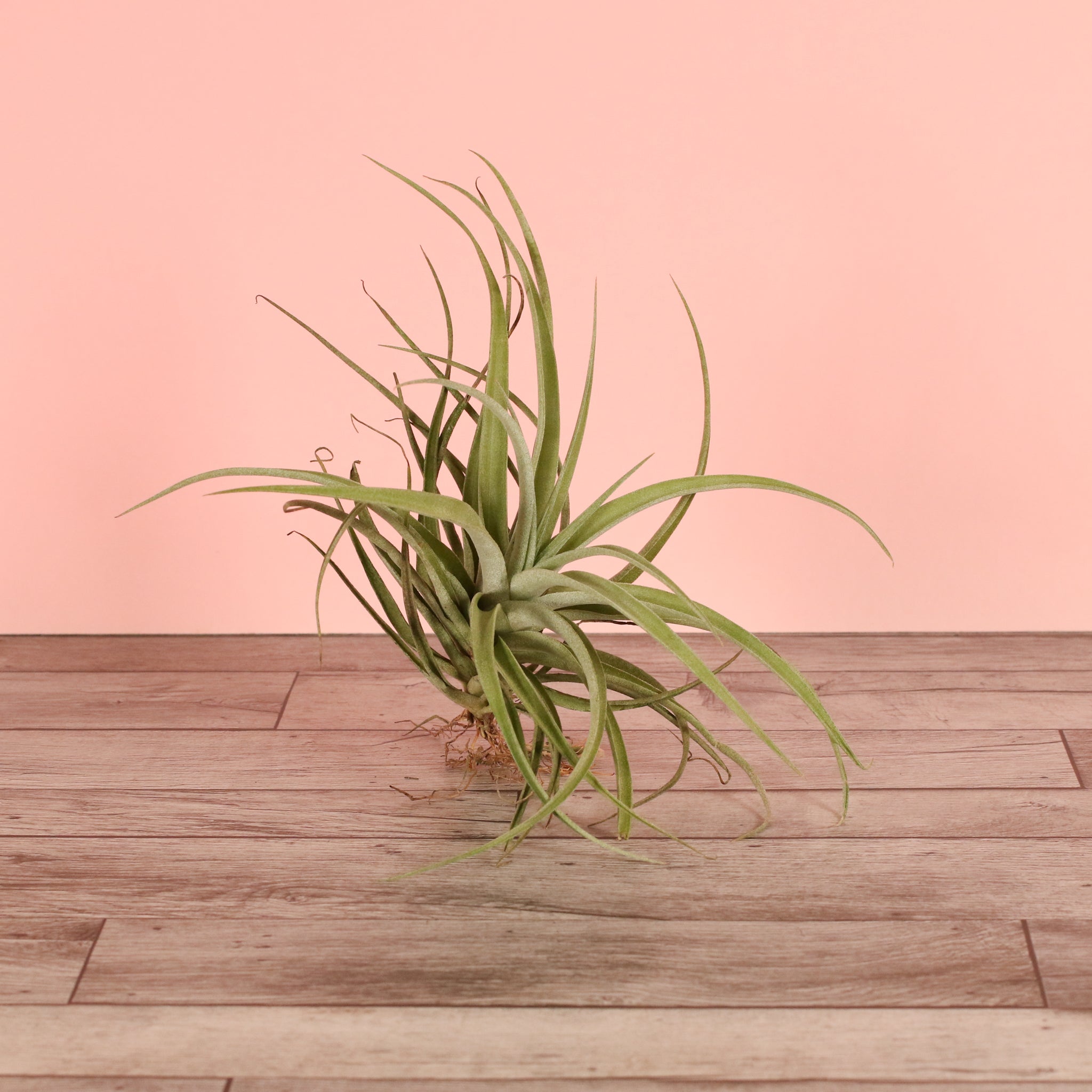 Tillandsia Capitata Peach Air Plant
